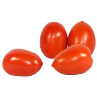 Sandveld Seeds Roma Tomato 